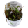 Cryptocoryne undulatus "Red" (1-2-Grow!)