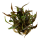 Cryptocoryne undulatus "Red" (1-2-Grow!)