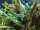 Cryptocoryne undulatus "Red" (1-2-Grow!)