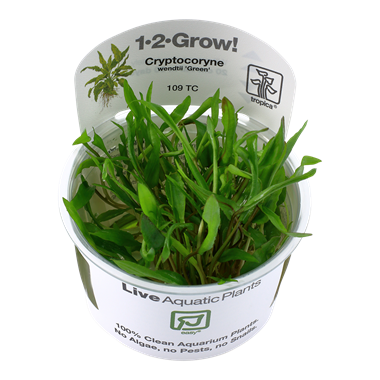 Cryptocoryne wendtii "green" (1-2-Grow!)
