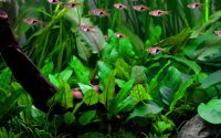 Cryptocoryne wendtii "green" (1-2-Grow!)