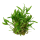 Cryptocoryne wendtii "green" (1-2-Grow!)