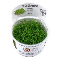 Elatine hydropiper (1-2 Grow!)