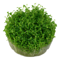 Elatine hydropiper (1-2 Grow!)