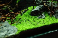 Elatine hydropiper (1-2 Grow!)