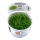 Elatine hydropiper (1-2 Grow!)