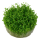 Elatine hydropiper (1-2 Grow!)