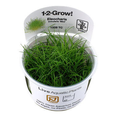 Eleocharis pusilla "Mini" (1-2-Grow!)