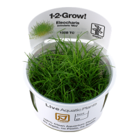 Eleocharis pusilla "Mini" (1-2-Grow!)