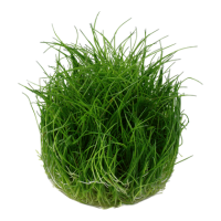 Eleocharis pusilla "Mini" (1-2-Grow!)