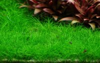 Eleocharis pusilla "Mini" (1-2-Grow!)