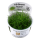 Eleocharis pusilla "Mini" (1-2-Grow!)