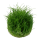 Eleocharis pusilla "Mini" (1-2-Grow!)