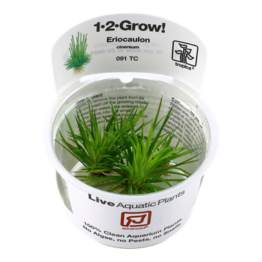 Eriocaulon cinereum (1-2-Grow!)