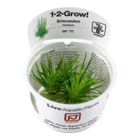 Eriocaulon cinereum (1-2-Grow!)