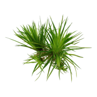 Eriocaulon cinereum (1-2-Grow!)