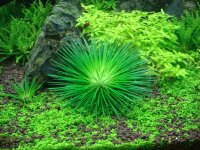 Eriocaulon cinereum (1-2-Grow!)