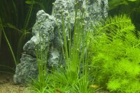 Eriocaulon cinereum (1-2-Grow!)