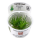 Eriocaulon cinereum (1-2-Grow!)