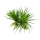 Eriocaulon cinereum (1-2-Grow!)