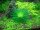 Eriocaulon cinereum (1-2-Grow!)