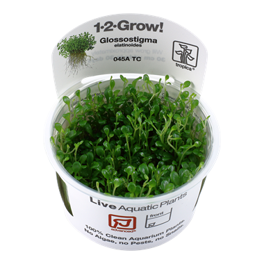 Glossostigma elatinoides (1-2-Grow!)