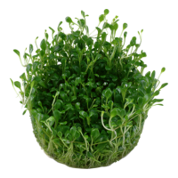 Glossostigma elatinoides (1-2-Grow!)