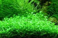 Glossostigma elatinoides (1-2-Grow!)