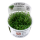 Glossostigma elatinoides (1-2-Grow!)