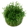 Glossostigma elatinoides (1-2-Grow!)