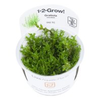 Gratiola viscidula (1-2-Grow!)