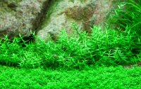 Gratiola viscidula (1-2-Grow!)