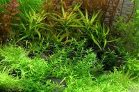 Gratiola viscidula (1-2-Grow!)