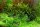 Gratiola viscidula (1-2-Grow!)