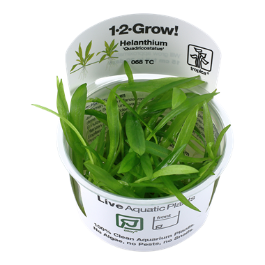 Helanthium "Quadicostatus" (1-2-Grow!)