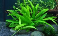 Helanthium "Quadicostatus" (1-2-Grow!)