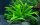 Helanthium "Quadicostatus" (1-2-Grow!)