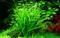 Helanthium tenellum "Green" (1-2-Grow!)