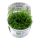 Helanthium tenellum "Green" (1-2-Grow!)