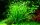 Helanthium tenellum "Green" (1-2-Grow!)