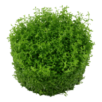 Micranthemum callitrichoides "Cuba" (1-2-Grow!)