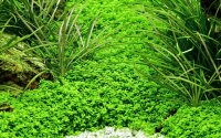Micranthemum callitrichoides "Cuba" (1-2-Grow!)