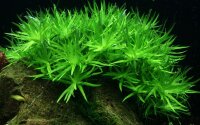 Heteranthera zosterifolia (1-2-Grow!)