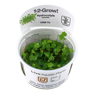 Hydrocotyle tripartita (1-2-Grow!)