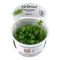 Hydrocotyle tripartita (1-2-Grow!)