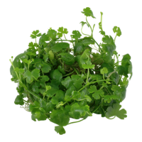 Hydrocotyle tripartita (1-2-Grow!)