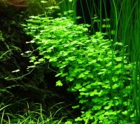 Hydrocotyle tripartita (1-2-Grow!)