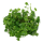 Hydrocotyle tripartita (1-2-Grow!)