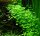 Hydrocotyle tripartita (1-2-Grow!)