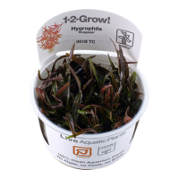 Hygrophila "Araguaia" (1-2-Grow!)